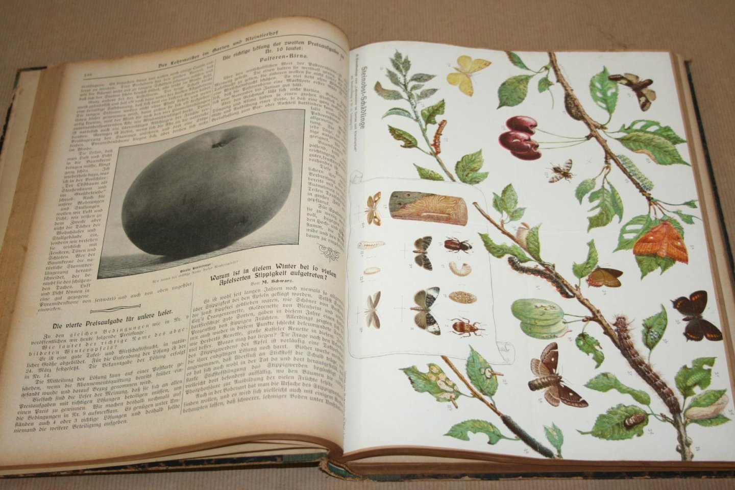 Schneider & Roth - Der Lehrmeister im Garten und Kleintierhof  -- Illustrierte Wochennzeitschrift für Obst-, Gartenbau und Blumpflege, sowie für Geflügel-, Hunde-, Kaninchen-, Schweine-, ziegen-, Fisch- und Bienenzucht, Aquarien- und Terrarienkunde  7. Jahrgang - 1913