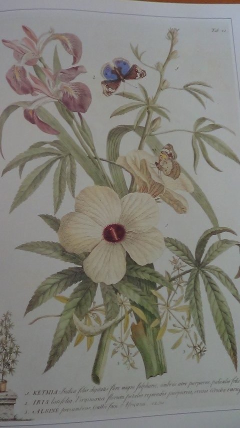 Robson, E. & N. - Classic natural history prints. Plants.