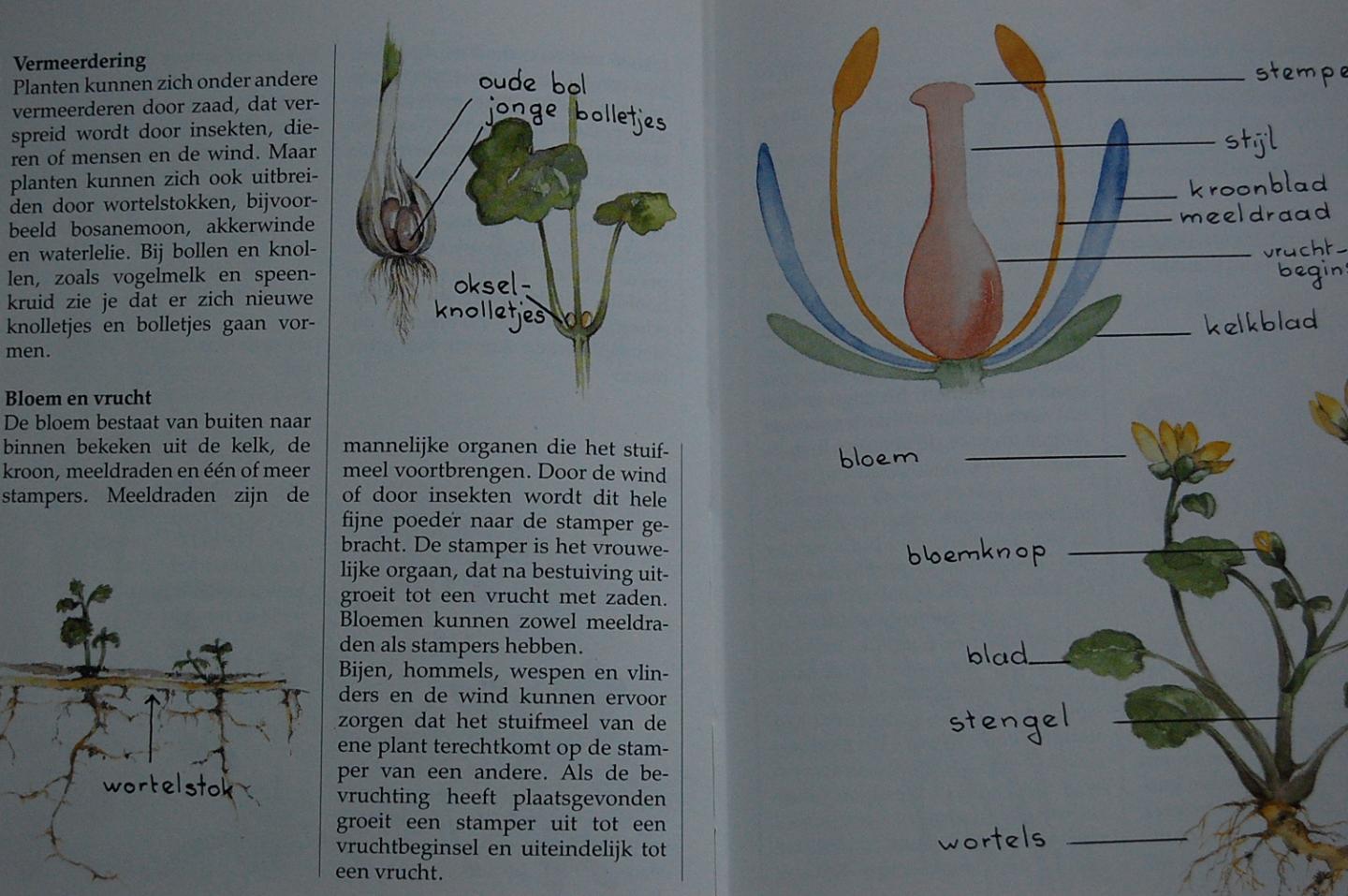Iven, Willem & Annie Meussen - De kleine plantengids