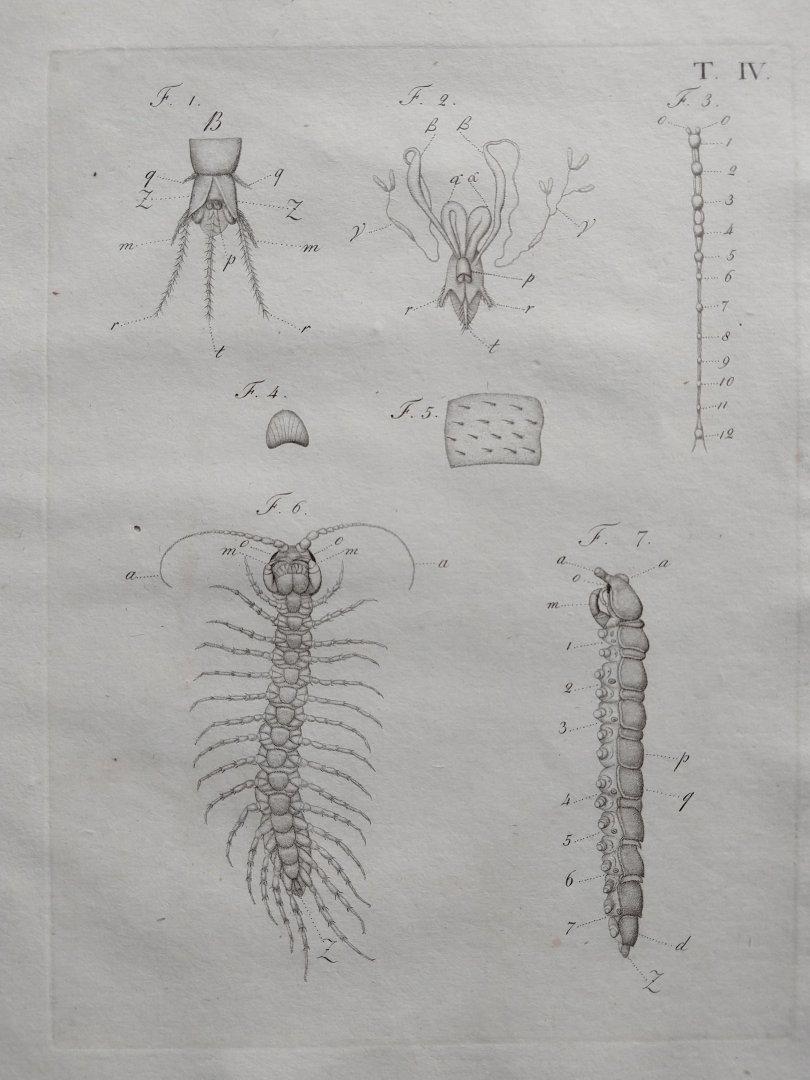 Treviranus, Gottfried Reinhold und Treviranus, Ludolf Christian. - Vermischte Schriften anatomischen und physiologischen Inhalts. Fortsetzung der abhandlungen über den innen bau der ungeflugelte insekten