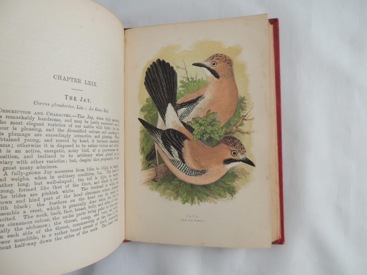 Wallace R L - British Cage Birds : containing full directions for successfully breeding, rearing, and managing the various British birds that can be kept in confinement : illustrated with coloured plates and numberous finely cut Wood Engravings.