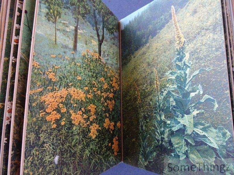 Josef Ostermaier. - Gehes Arzneipflanzenkarten. Nach Original-Aufnahmen von Josef Ostermaier. Buchausgabe der abgeschlossenen Sammlung (Folgen 1 bis 20).