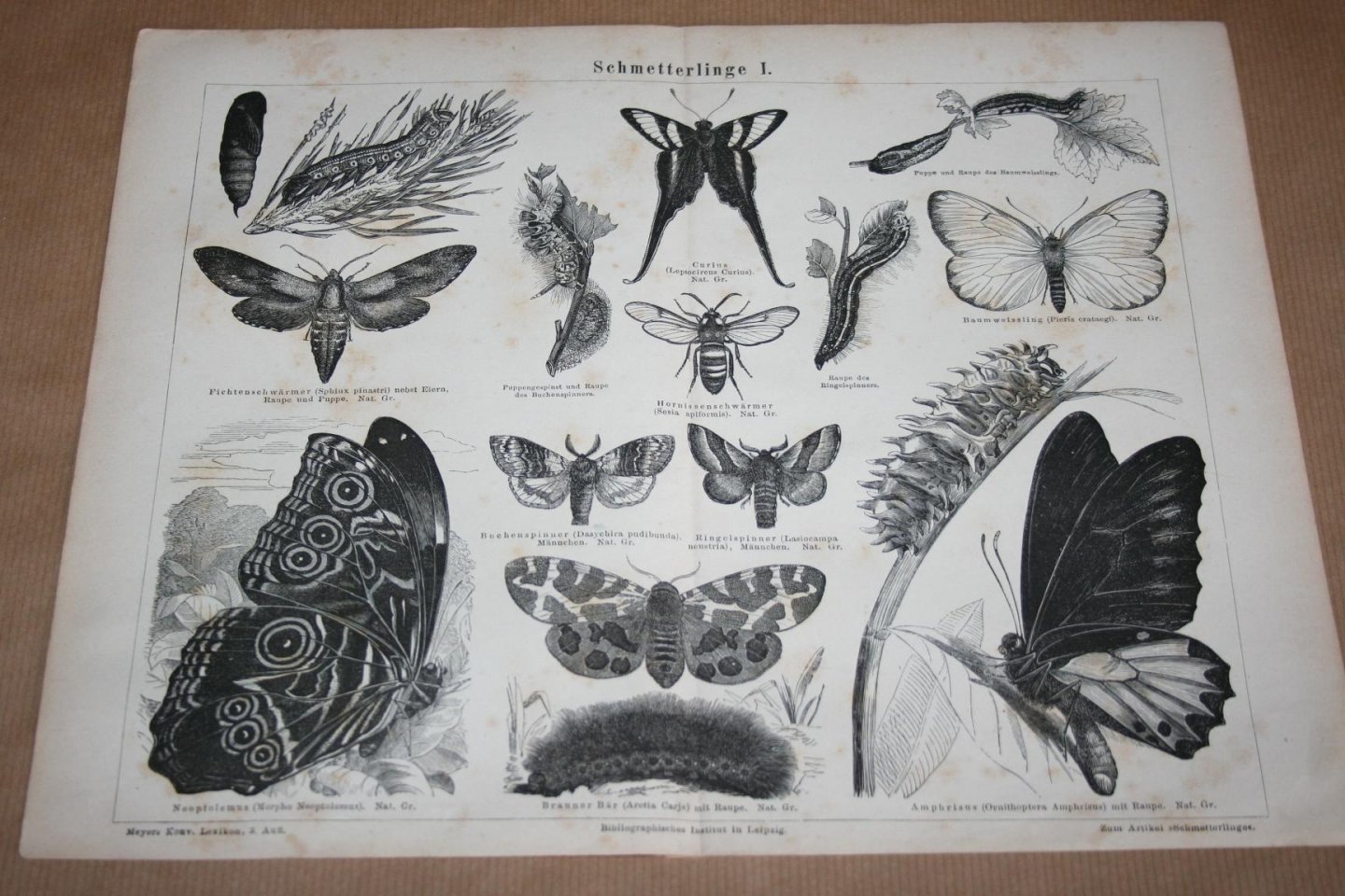  - 2 antieke prenten - Diverse soorten vlinders     - Circa 1875