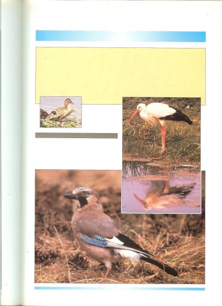Schuurmans, Jos .. Omslagontwerp: T. Limburg GVN    en J. Brunenberg met P. Kriens en P. Luit  met W. Waes  en W. Winkelmolen - Elektronische beeldverwerking .. Voorbereiden reproduceren opmaken