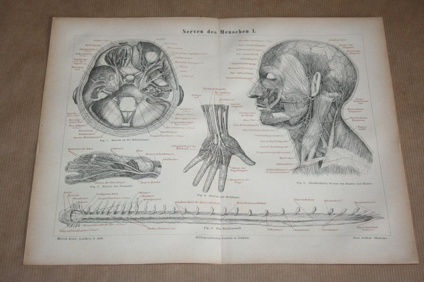  - 2 antieke prenten - Anatomie Zenuwen van de mens  - Circa 1875