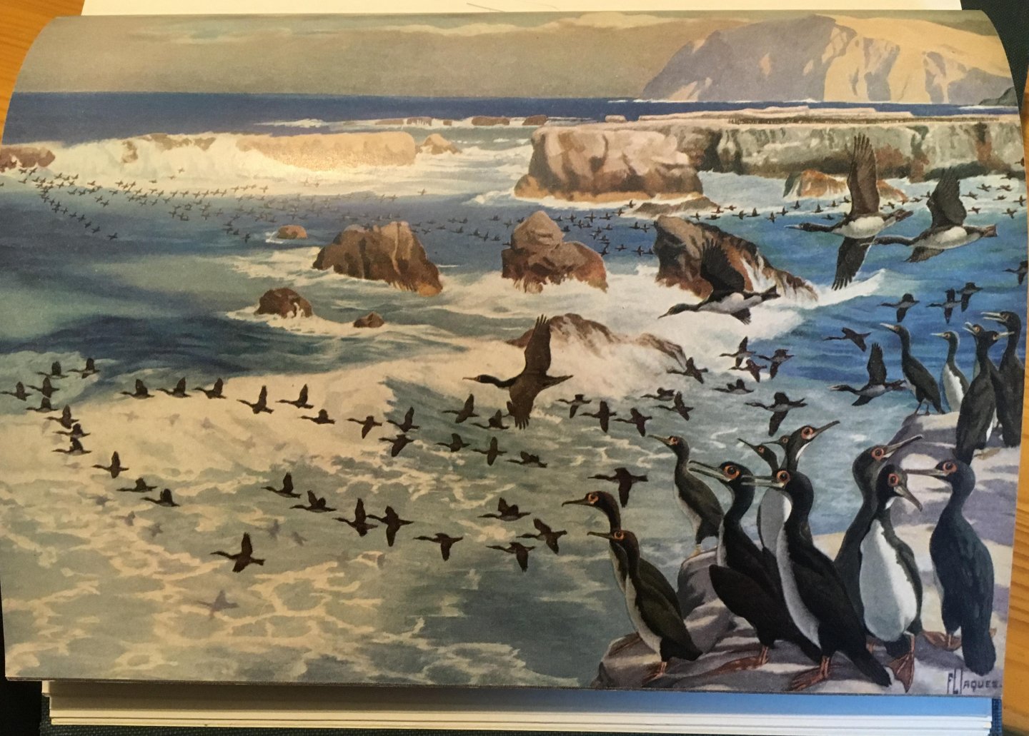 Murphy, Robert Cushman & Francis L Jaques (ill) - Oceanic Birds of South America