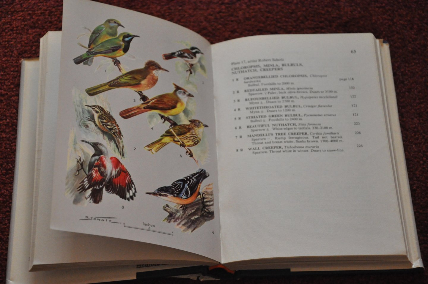 Ali, Sálim - Field Guide to the Birds of the Eastern Himalayas