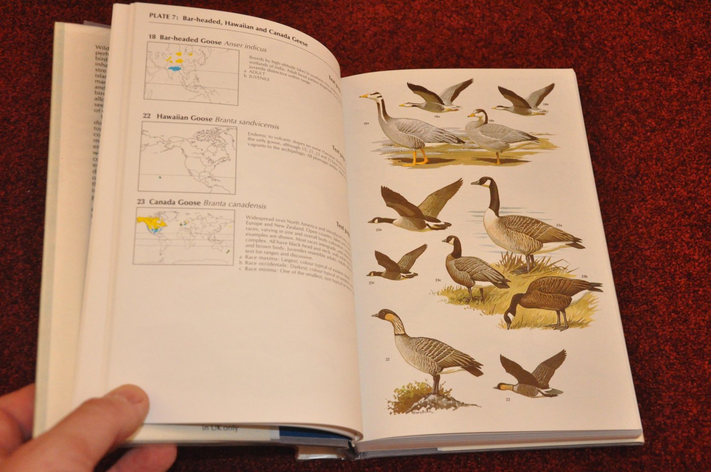 Madge, Steve / Burn, Hilary - Wildfowl. An identification guide to the ducks, geese and swans of the World