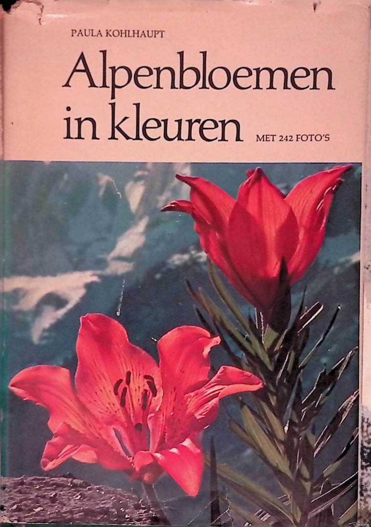 Kohlhaupt, Paula - Alpenbloemen in kleuren