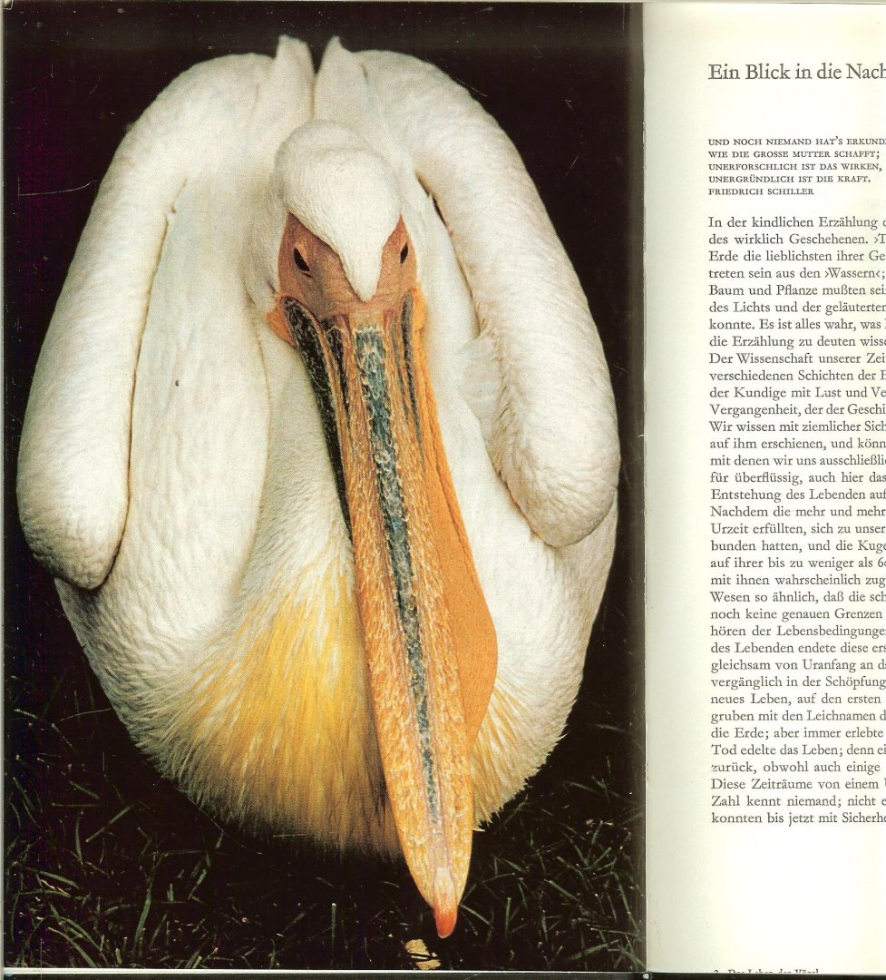 Alfred Edmund Brehm mit 96 Abbildungen auf Tafeln - Das Leben der Vögel