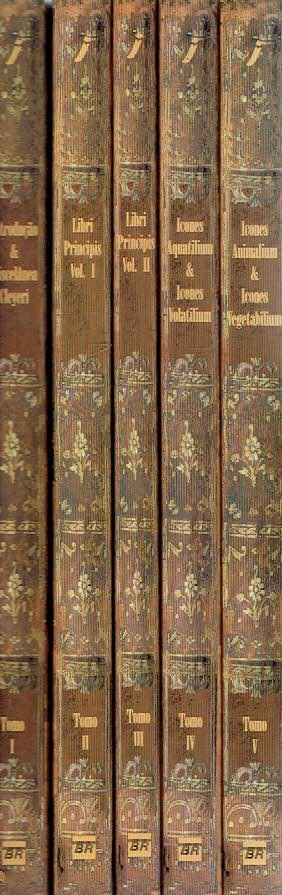 [Johan Maurits (Prince of NASSAU-SIEGEN)] - Albert ECKHOUT et al - Theatrum rerum naturalium Brasiliae / Teatro das coisas naturais do Brasil / Theatre of the natural things of Brazil. - [Five-volume set].