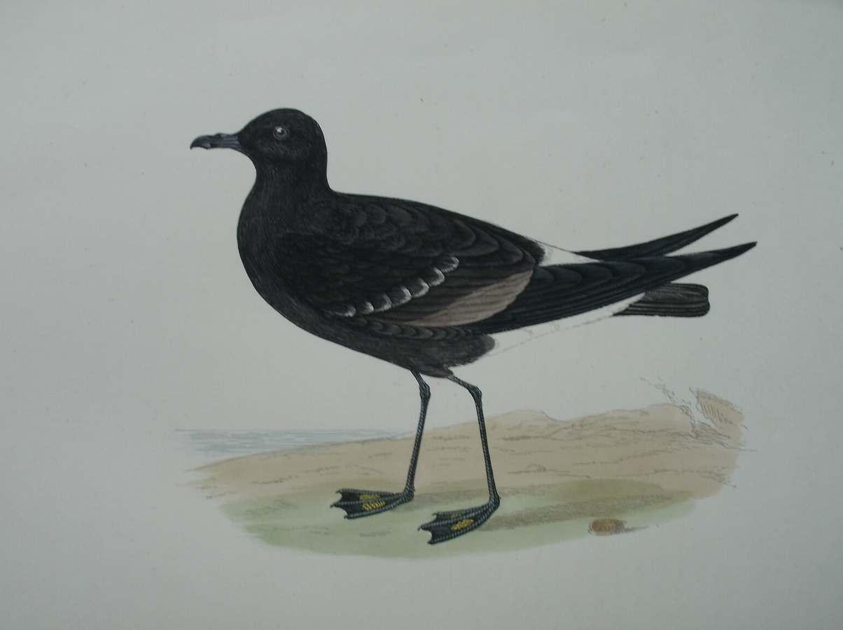 antique print (prent) - Wilson`s Petrel. Bird print. (Wilson`s stormvogeltje).