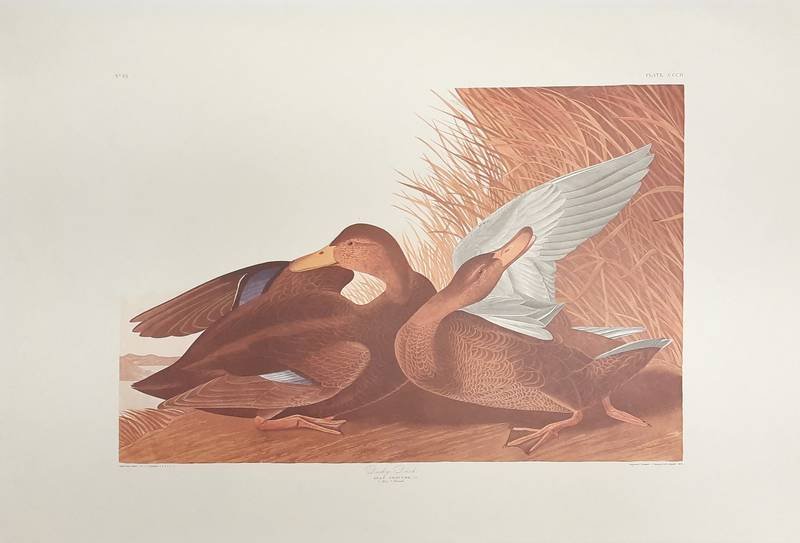 AUDUBON, JOHN JAMES. - DUSKY DUCK.  Plate CCCII. From Audubon's THE BIRDS OF AMERICA. [PROOF PRINT}