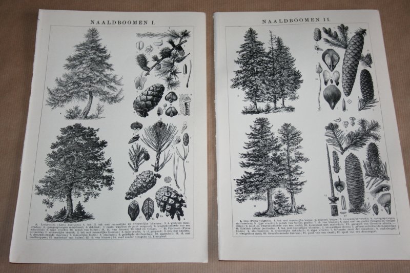 - 2 oude prenten - Naaldbomen - circa 1900