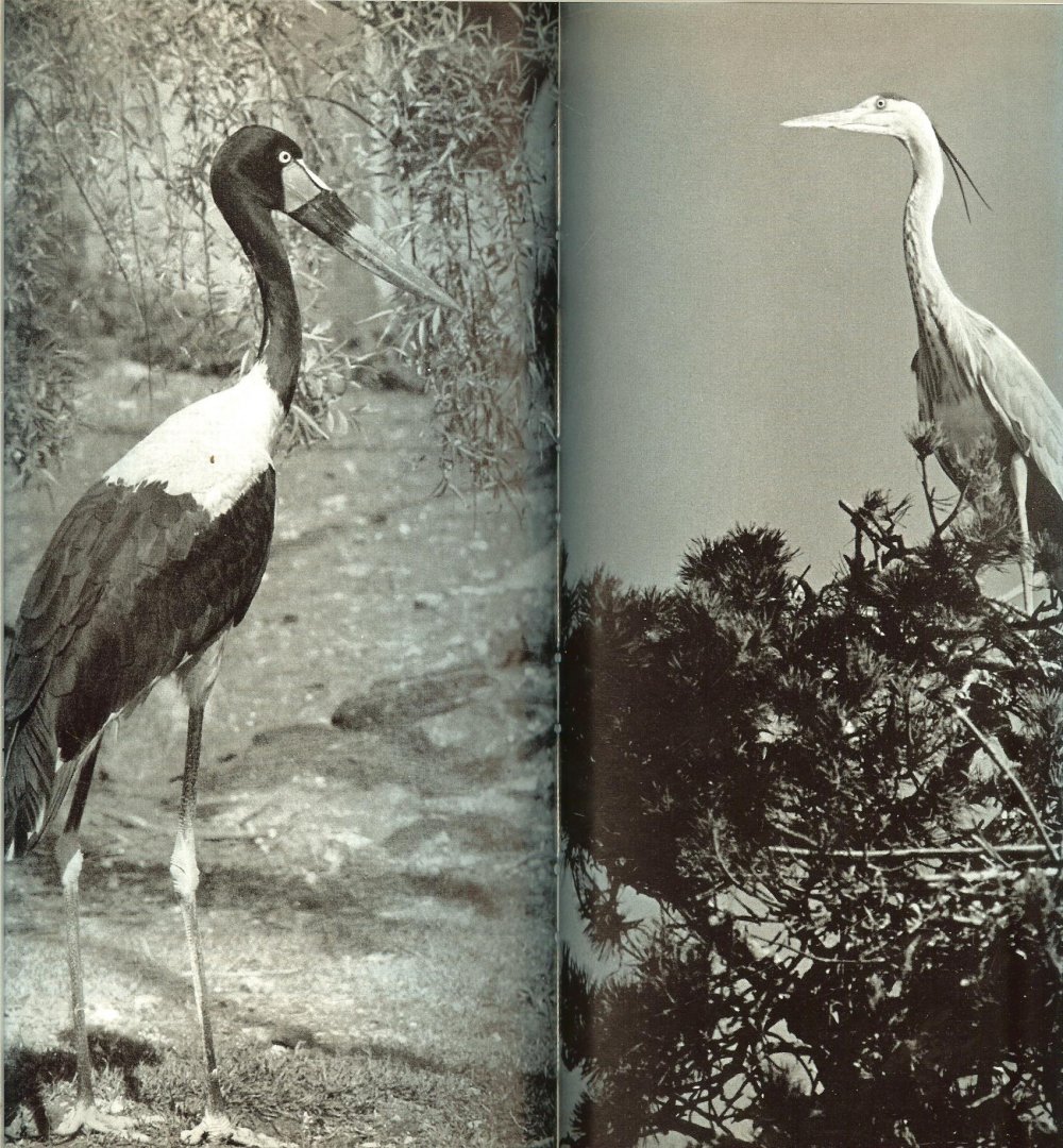 Alfred Edmund Brehm mit 96 Abbildungen auf Tafeln - Das Leben der Vögel