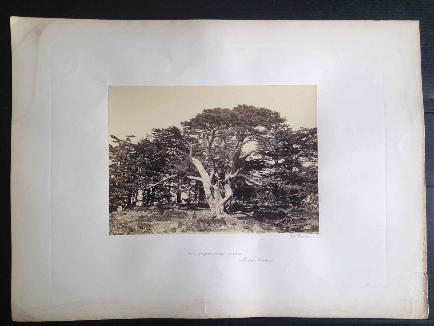 Frith, Francis - The Largest of the Cedars, Mount Lebanon, Series Egypt and Palestine
