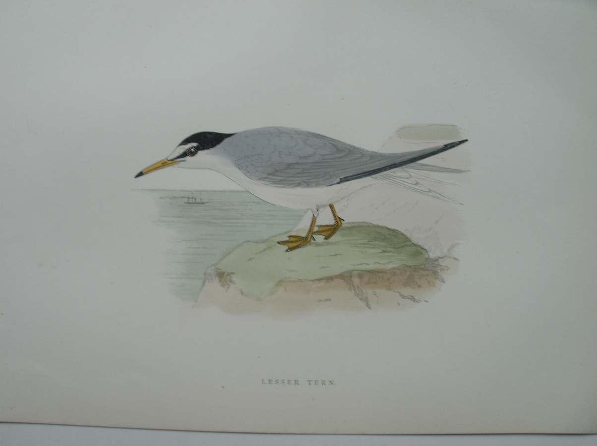 antique print (prent) - Lesser Tern. Bird print.