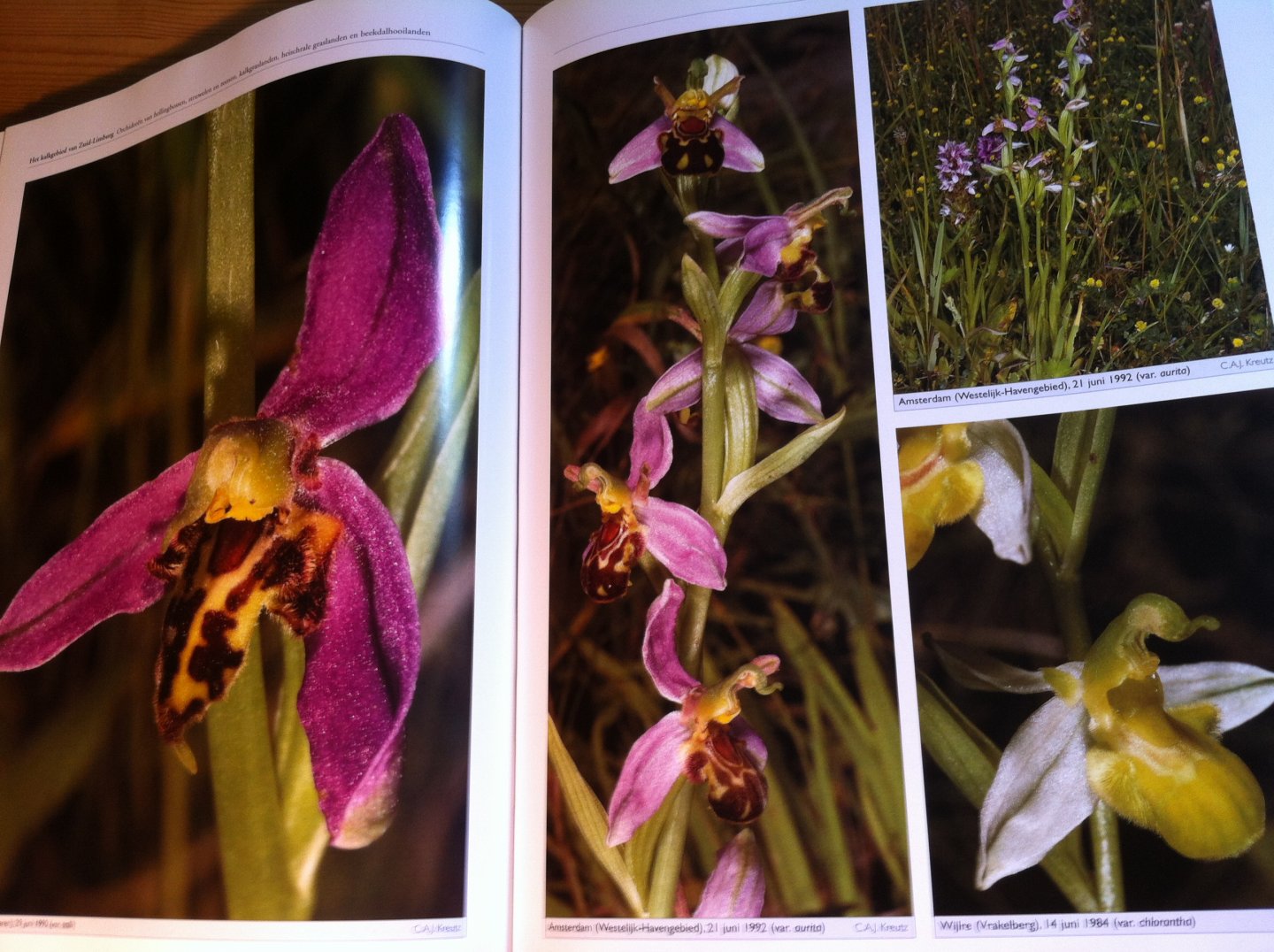 Kreutz, CAJ & H Dekker - De orchideeën van Nederland - ecologie, verspreiding, bedreiging, beheer