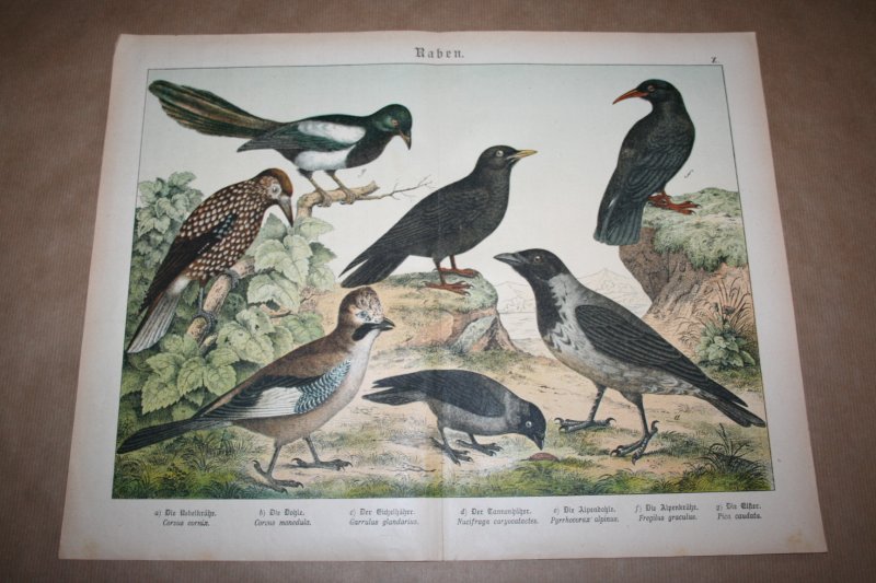  - Antieke kleurenlithografie - Vogels - Diverse soorten raven