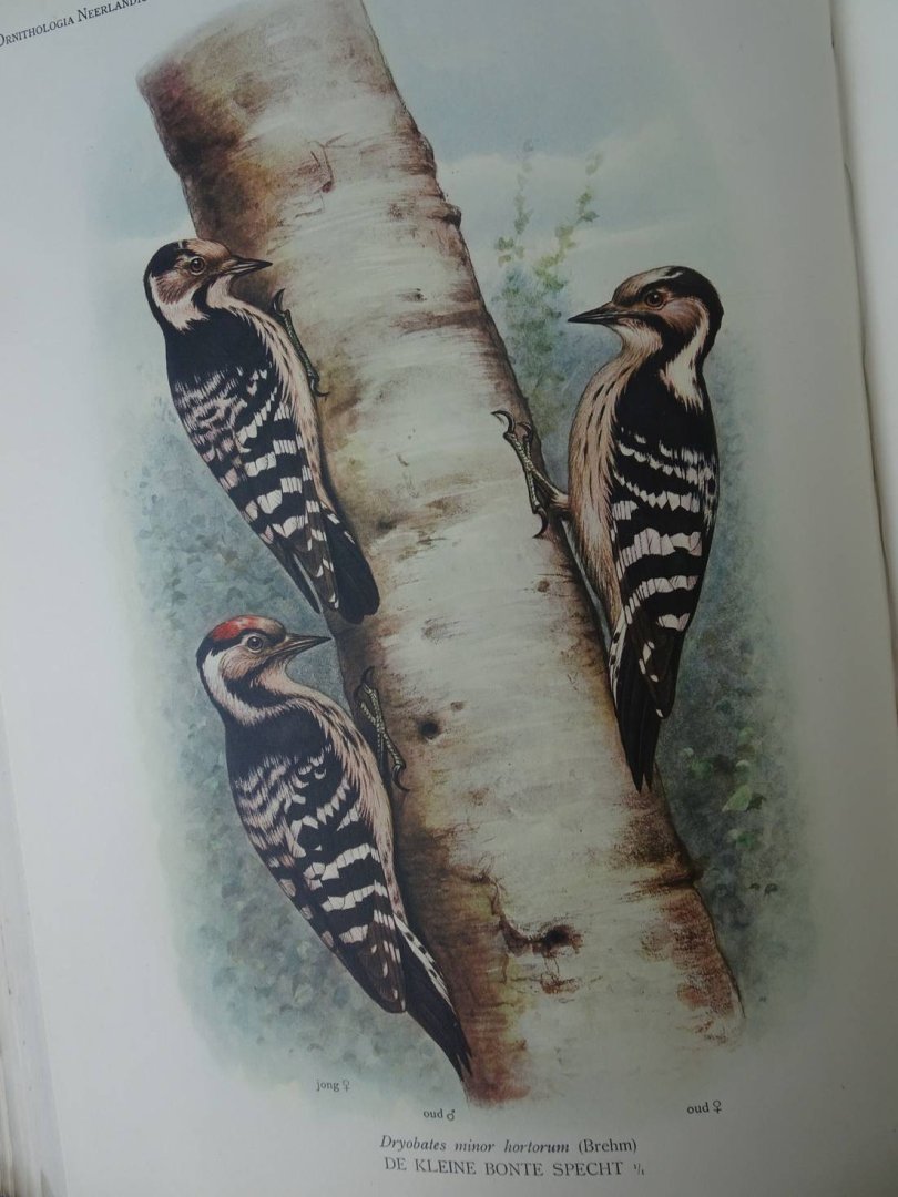 Oort, E.D. van. - Ornithologia Neerlandica. De vogels van Nederland.