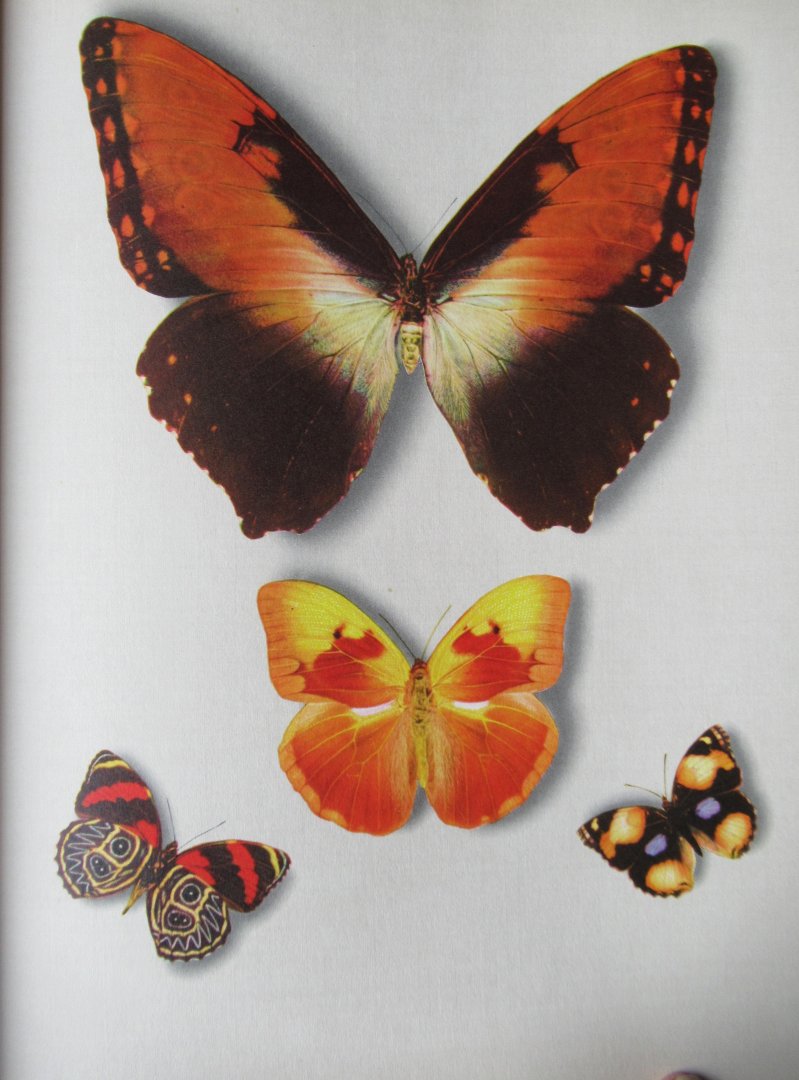  - Fliegende Kleinodien. ein Farbiges Falterbuch