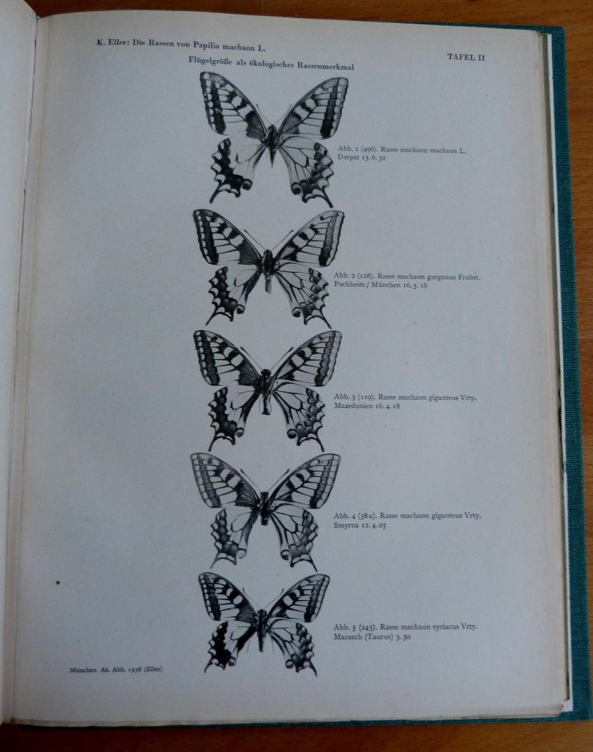 Eller, Dr. Karl - Die Rassen von Papilio Machaon