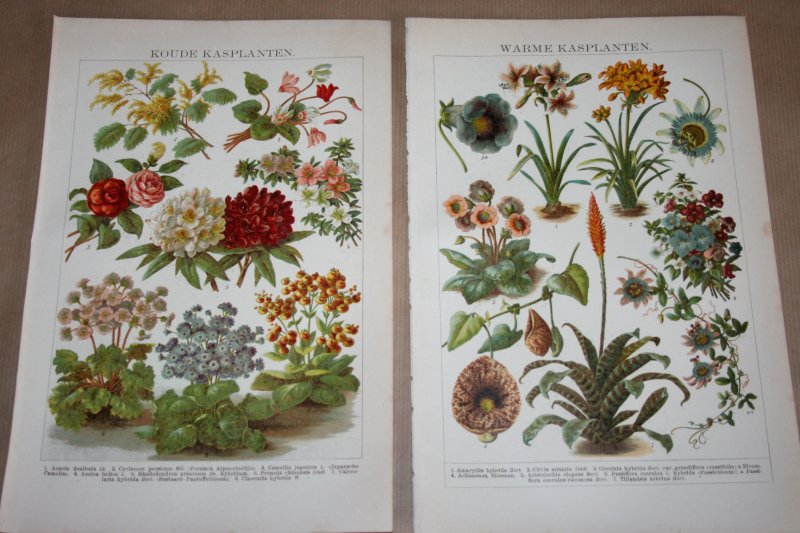  - 2 antieke kleuren lithografieën - Warme- en koude  kasplanten   - circa 1905