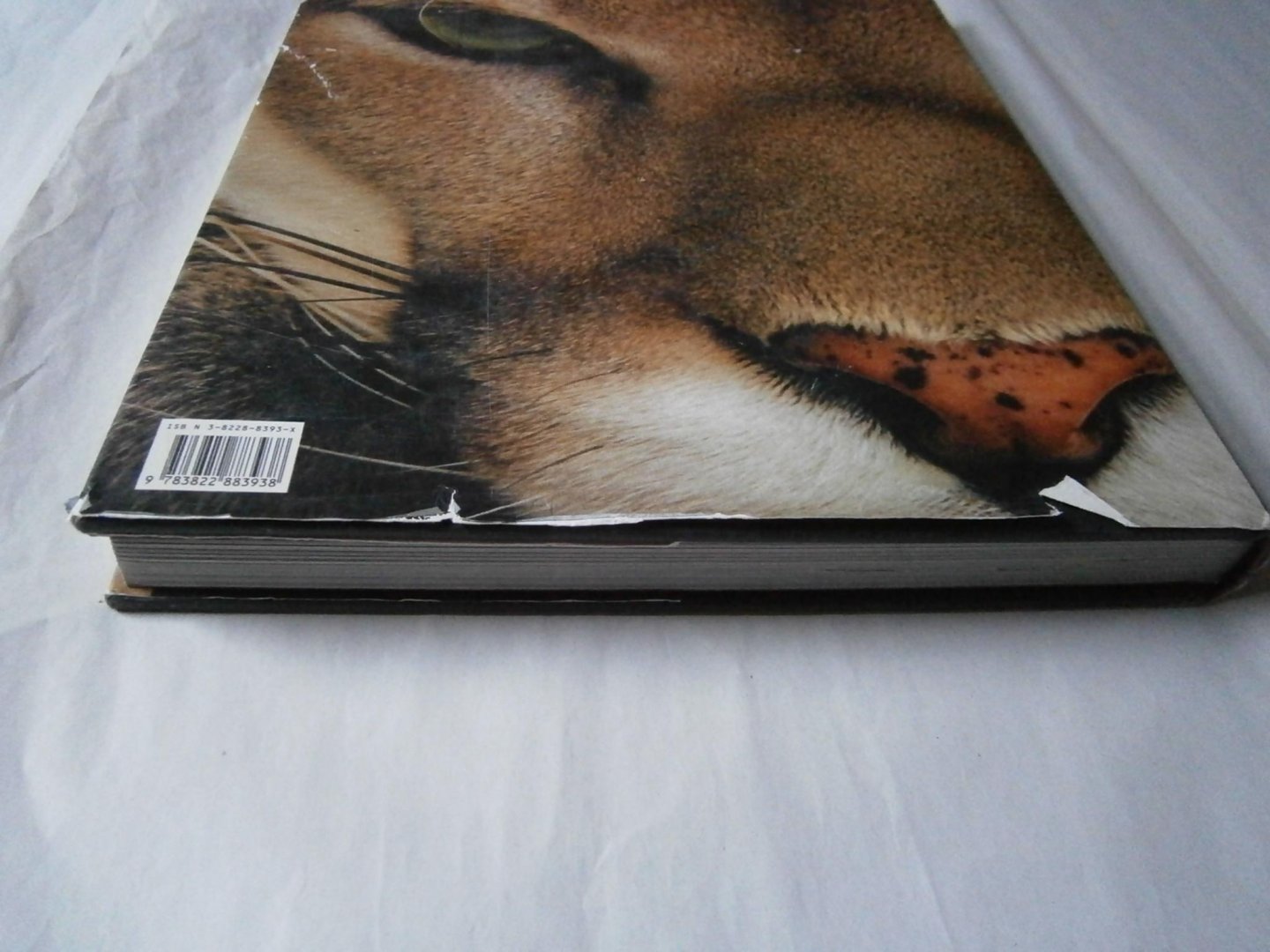 Lanting, Frans, Christine Eckstrom - Oog in oog