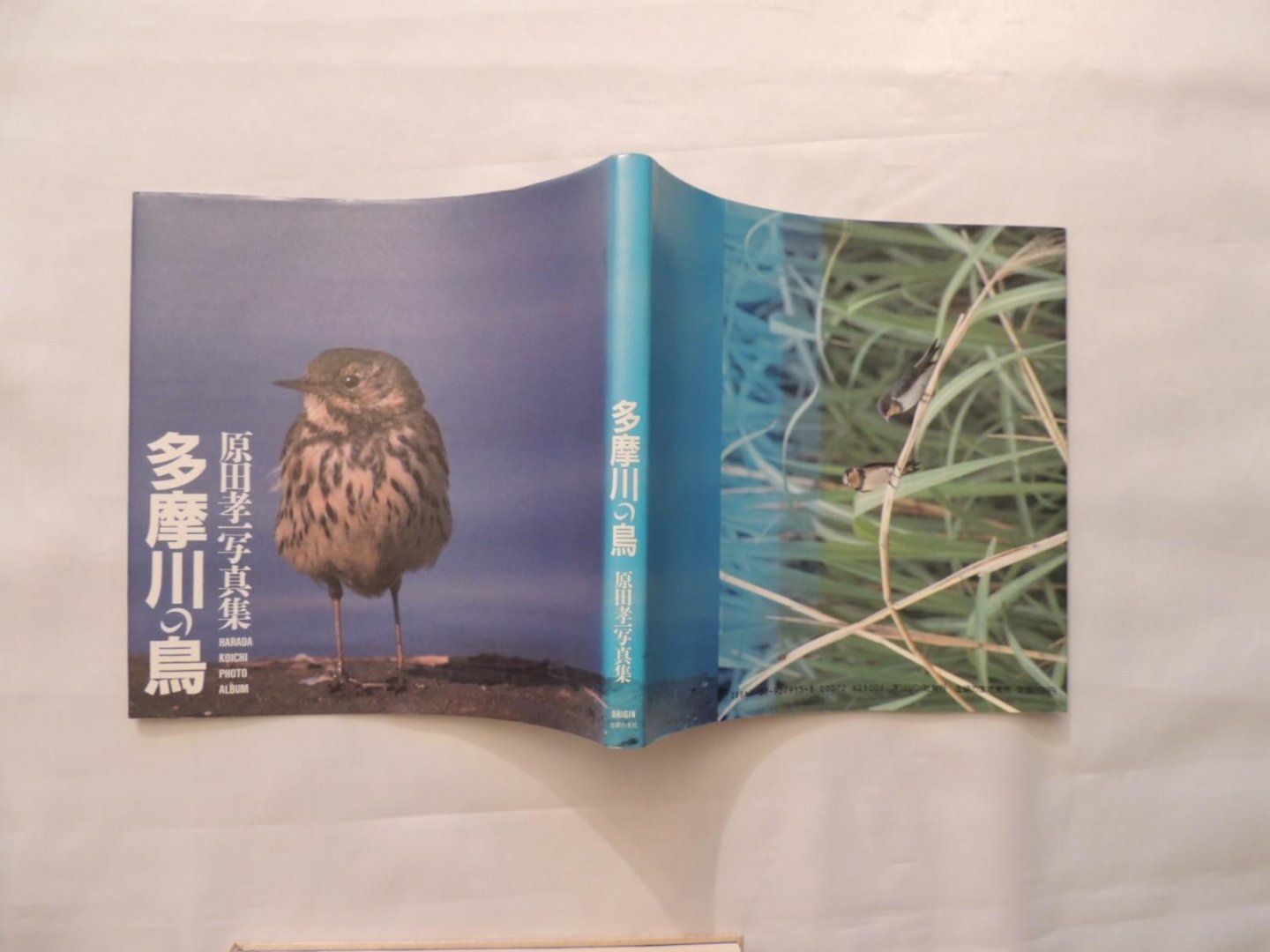 Koichi Harada  原田孝一 - Koichi Harada Photos - Birds of Tamagawa - Harada Koichi photo album -    多摩川の鳥. Tamagawa no tori