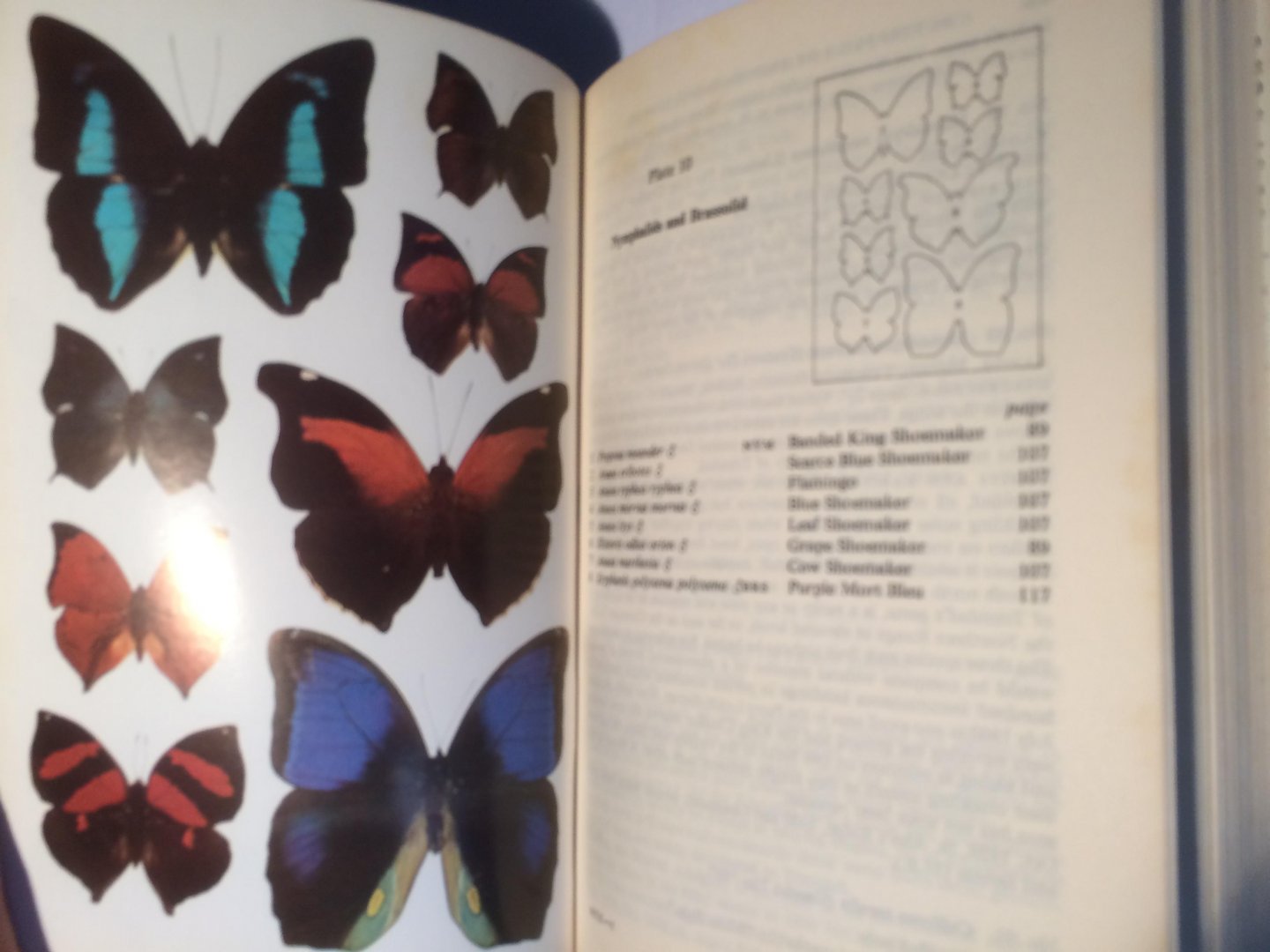 Barcant, Malcolm - Butterflies of Trinidad and Tobago
