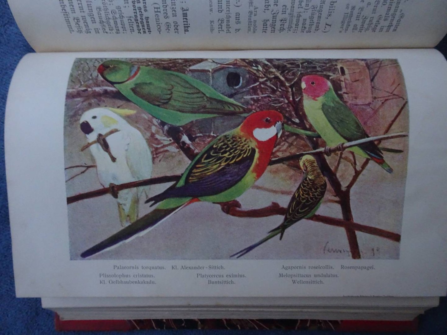 Russ, Karl. - Die fremdländischen Stubenvögel ihre Naturgeschichte, Pflege und Zucht.