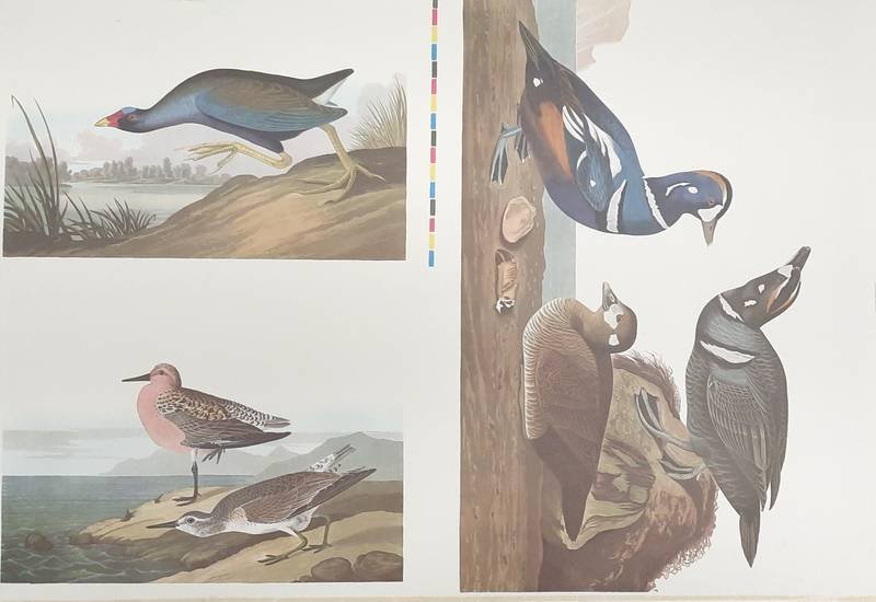 AUDUBON, JOHN JAMES. - 5 BIRD SPECIES UNKNOWN TO US. From Audubon's THE BIRDS OF AMERICA. [PROOF PRINT}