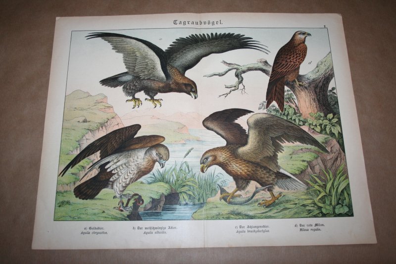  - Antieke kleurenlithografie - Roofvogels - Diverse soorten arenden