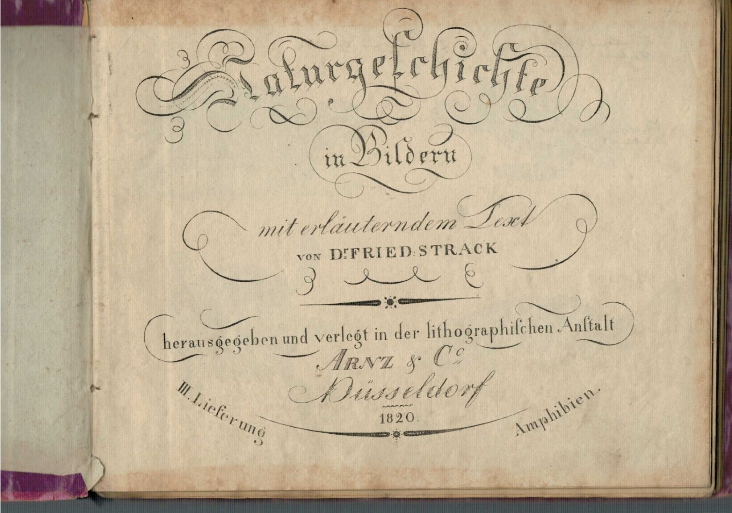 Strack, fried. - Naturgeschichte in Bildern mit erläuterndem Text. 3. Lieferung: Amphibien. 36 Tafeln mit ca. 150 Amphibie  Lithographien