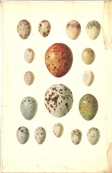 Zimmermann  Dr. Otto Henze Günther  met 42 tekeningen  64 kleuren foto's en 3 gekleurde eierafbeeldingen  met Nederlandse bewerking van Hans Warren - Gevederde vrienden in Tuin en Bos Waarnemen - Herkennen - Beschermen