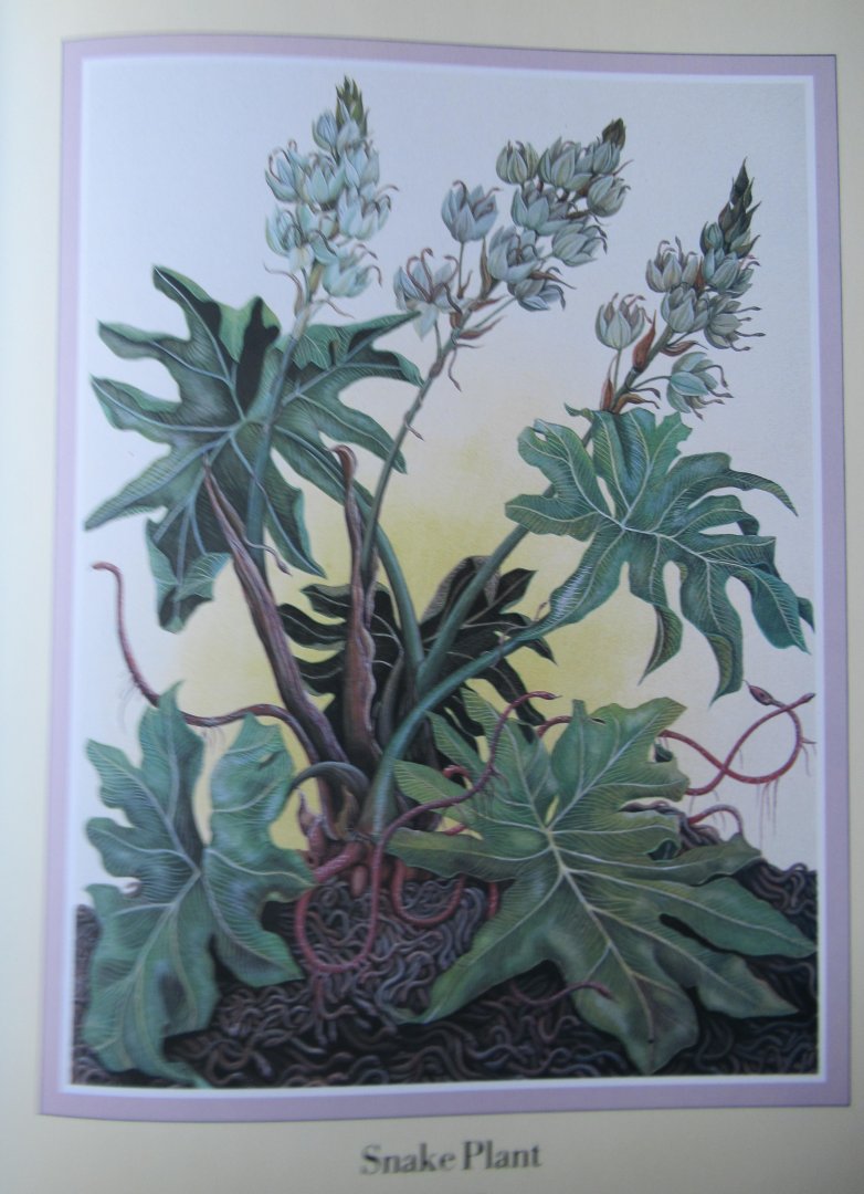 Woodruff, Una - Inventorum Natura