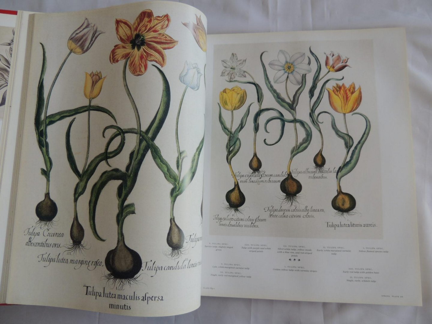 Besler, Basilius - The Book of Plants. The Complete Plates.
