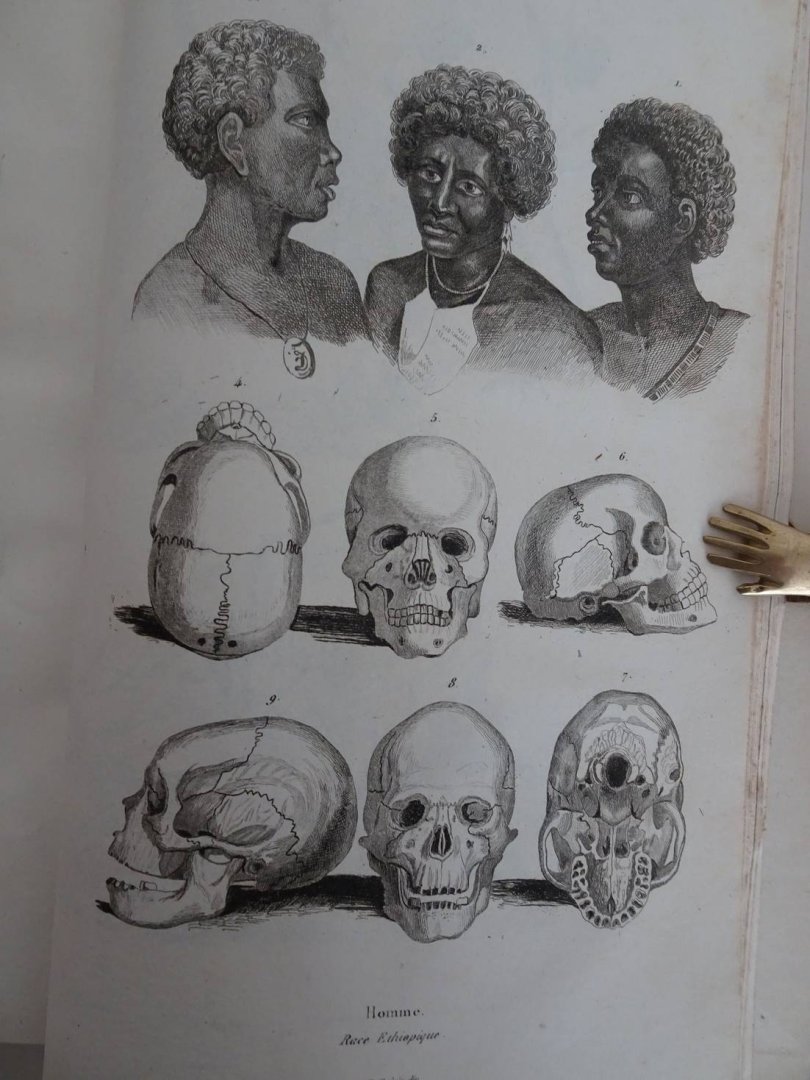 d'Orbigny, Charles Dessalines. - Dictionnaire Universel d'Histoire Naturelle, Atlas planche 1-240.