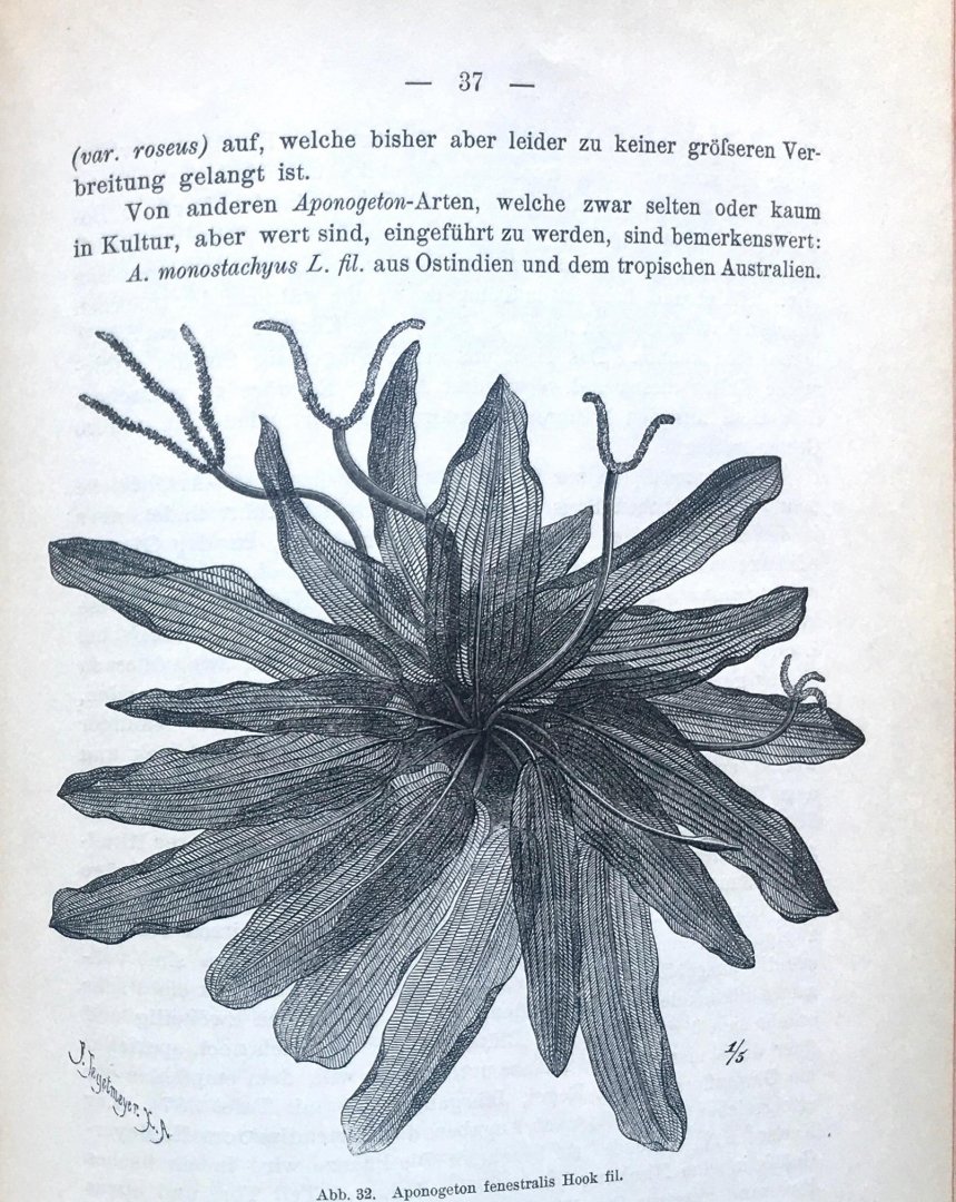Mönkemeyer, Wilhelm - Die Sumpf- und Wasserpflanzen Ihre Beschreibung, Kultur und Verwendung