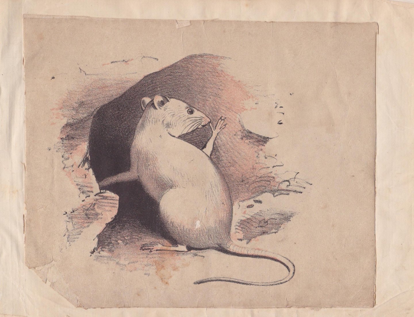 [Busch, Wilhelm] - De muis of de gestoorde nachtrust. Eene berijmde geschiedenis in twaalf tafereeltjes voor jong en oud, met bijschriften van Braga Jr.