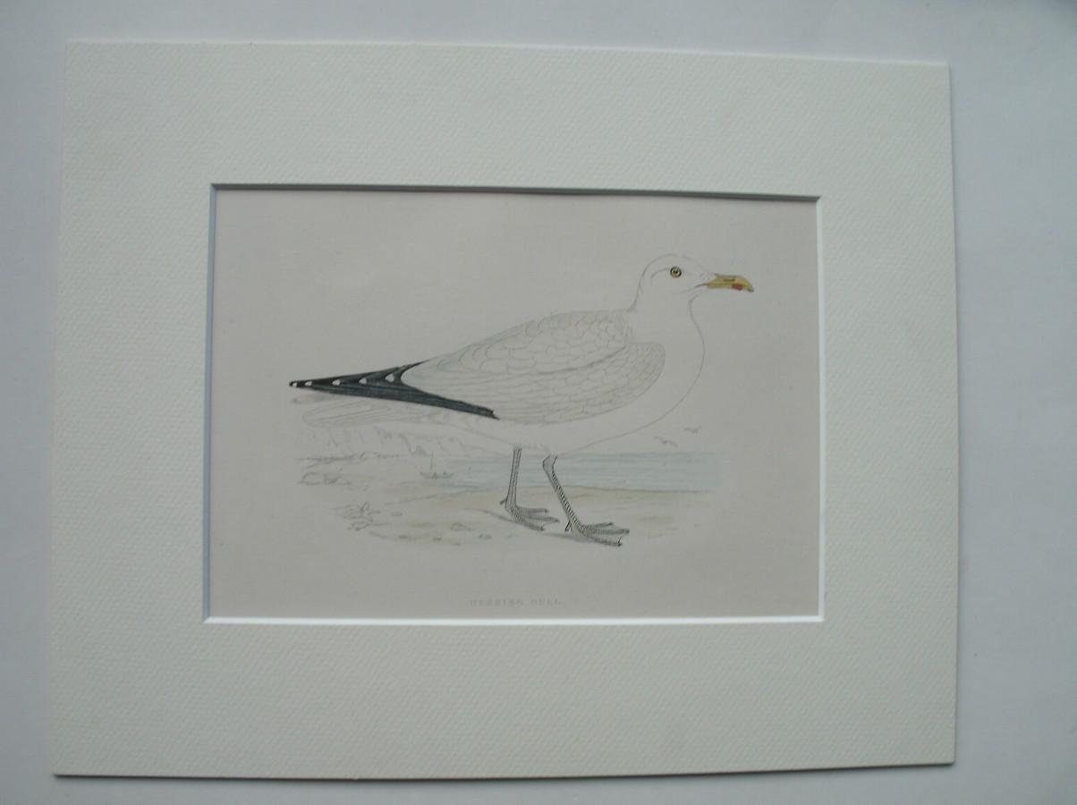 antique print (prent) - Herring Gull. Bird print. (Zilvermeeuw).
