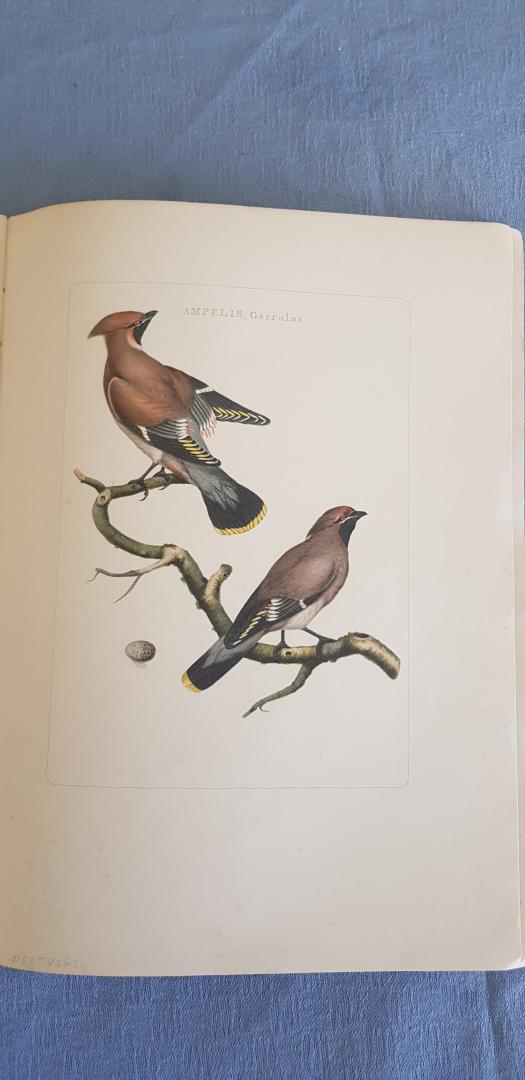 Sepp en Nozeman - Nederlandsche vogelen 1770 - 1829