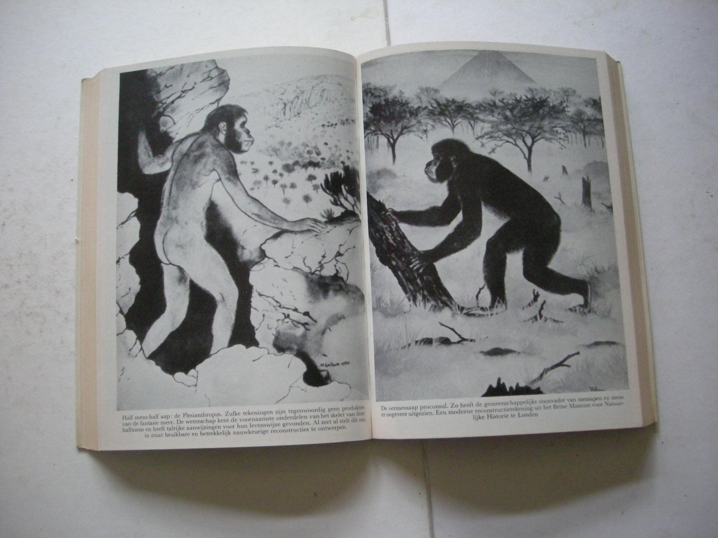 Wendt, Herbert / Vrijman, J., bewerking - Op zoek naar de eerste mens (Ik zocht Adam)