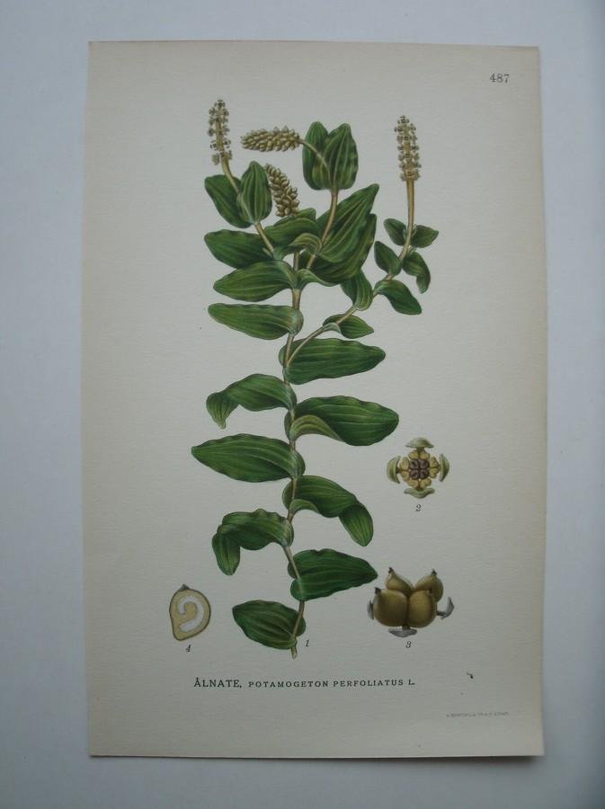 antique print (prent) - Alnate, potamogeton perfoliatus l. (Doorgroeid fonteinkruid)
