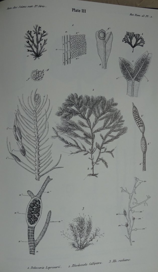 Montagne, J.F. C. - Plantes Cellulaires Nouvelles tant Indigènes qu'Exotiques. REPRINT [ isbn 9061050219 ]