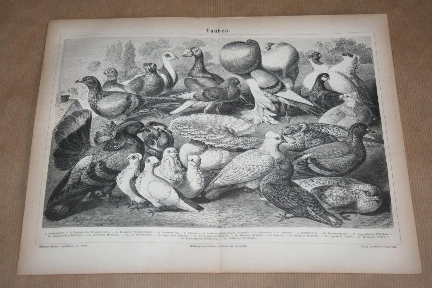  - Antieke prent - Duiven (verschillende soorten) - Circa 1875