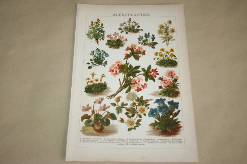  - Antieke kleuren lithografie - Alpenplanten - circa 1905