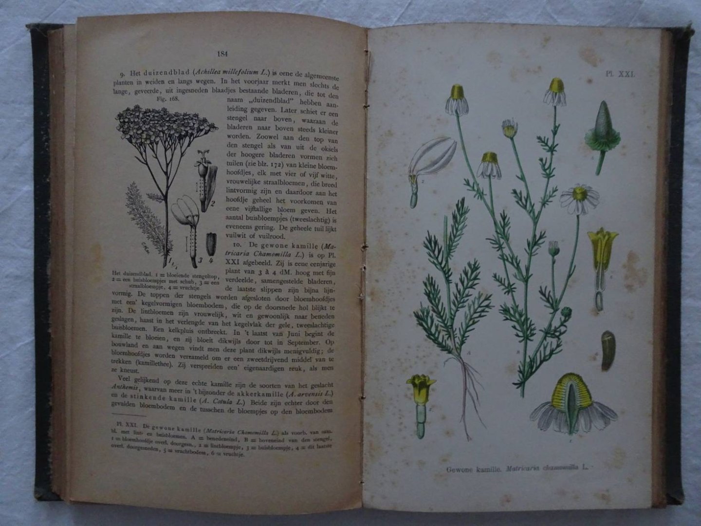 Bos, H. - Leerboek der plantkunde.