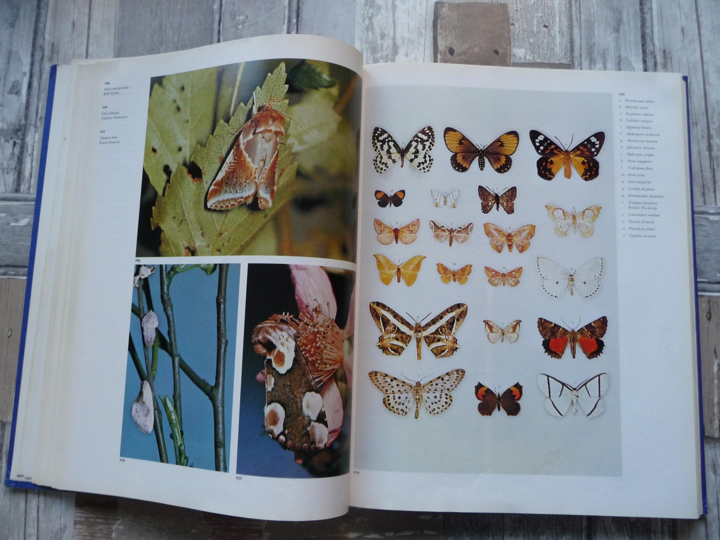 WATSON, ALLAN, WHALLEY, PAUL E.S. - The dictionary of Butterflies and Moths in colour