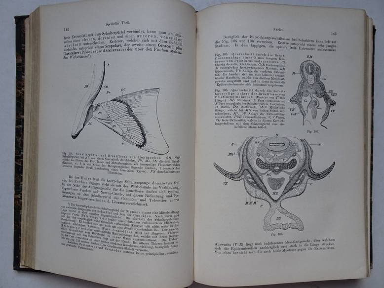 Wiedersheim, R.. - Grundriss der vergleichenden Anatomie der Wirbelthiere; für Studierende bearbeitet.